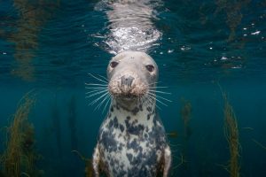 Submerged Perspectives: How High-Definition Underwater Art is Redefining Marine Conservation and Photographic Technology